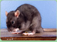 rat control Gosport